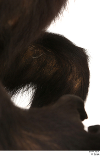 Chimpanzee Bonobo leg 0025.jpg